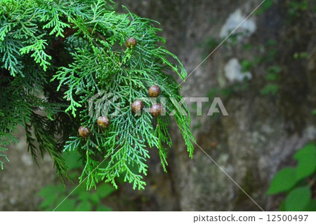 Chamaecyparis obtusa Chamaecyparis obtusa 12500497