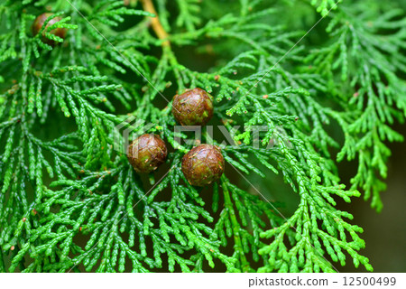 Chamaecyparis obtusa Chamaecyparis obtusa 12500499