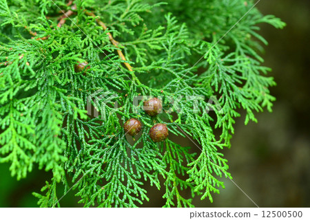 Chamaecyparis obtusa Chamaecyparis obtusa 12500500