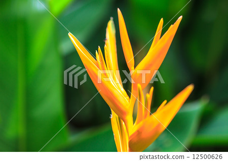 Bird of Paradise flower 12500626