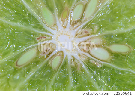 Bergamot isolated white background 12500641
