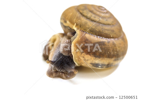 Garden snail on white background Garden snail on white background 12500651