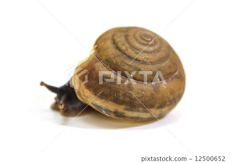 Garden snail on white background Garden snail on white background 12500652
