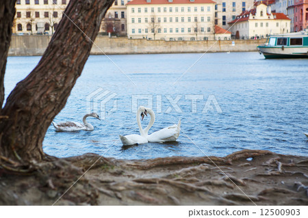 Panorama on Charles Bridge in Prague in the eveining with swans 12500903