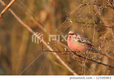 長尾雀 長尾雀 12500963