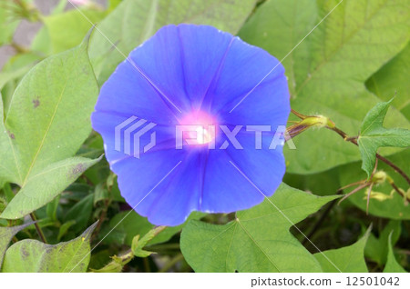根牽牛花（海藍色） 12501042