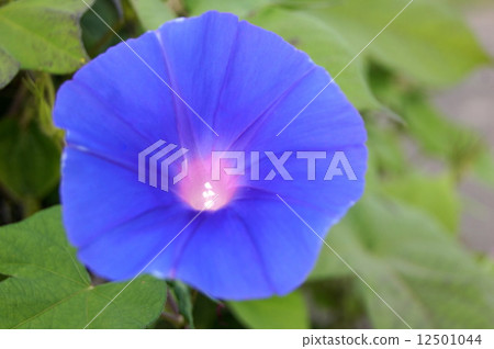 Root morning glory (Ocean Blue) 12501044