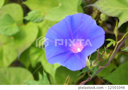 根牽牛花(海藍色) 根牽牛花(海藍色) 12501046
