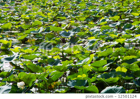 Lotus pond in nature Lotus pond in nature 12501124
