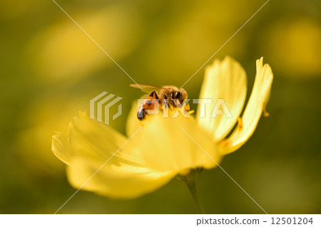 Cosmos and bees Cosmos and bees 12501204
