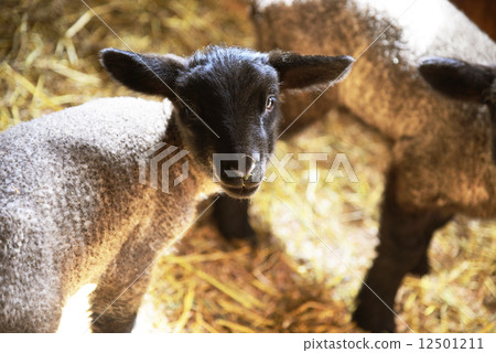 Sheep 12501211
