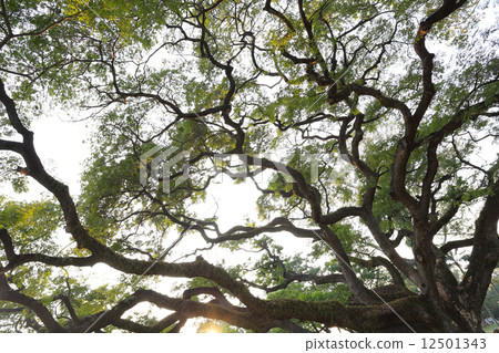 branch magnify of big green tree 12501343
