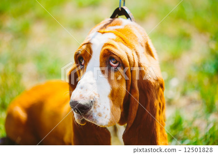 White And Brown Basset Hound Dog 12501828