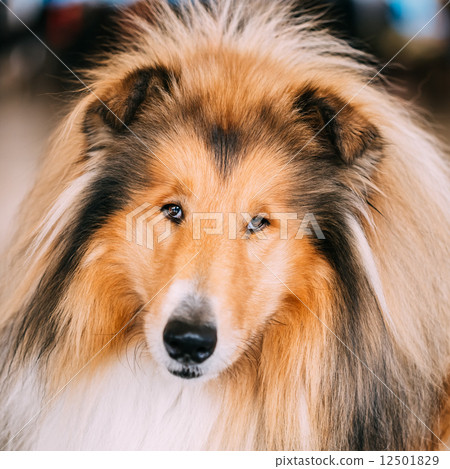 Red Rough Collie Dog 12501829