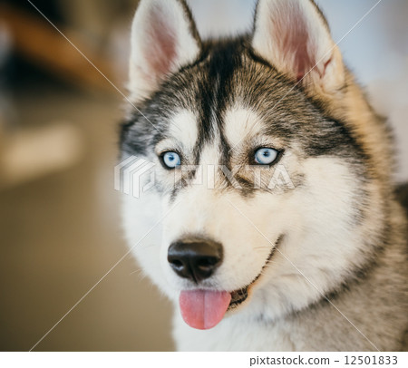 Gray Adult Siberian Husky Dog (Sibirsky husky) 12501833