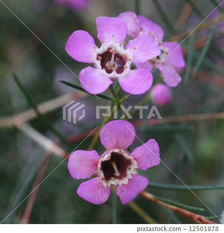 蠟花 12501878