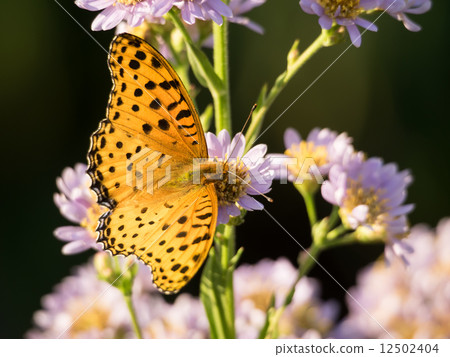 在Shion的紫色蝴蝶 在Shion的紫色蝴蝶 12502404