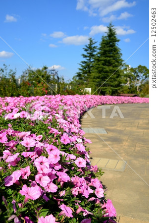 Flower path 12502463