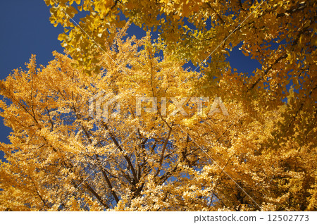 A yellow leafy ginkgo bunched trees A yellow leafy ginkgo bunched trees 12502773