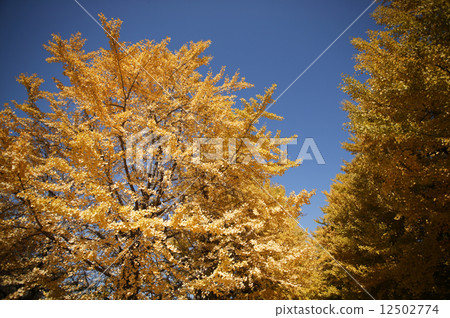 A yellow leafy ginkgo bunched trees A yellow leafy ginkgo bunched trees 12502774