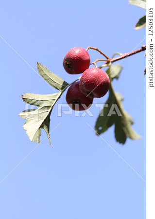 Oomi hawthorn 12503105