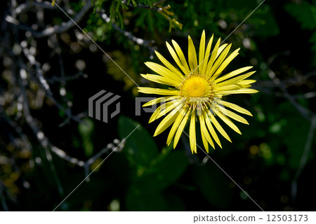 horseheal (Inula) 12503173