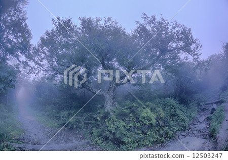 Craggy Gardens North Carolina Blue Ridge Parkway Autumn NC sceni 12503247