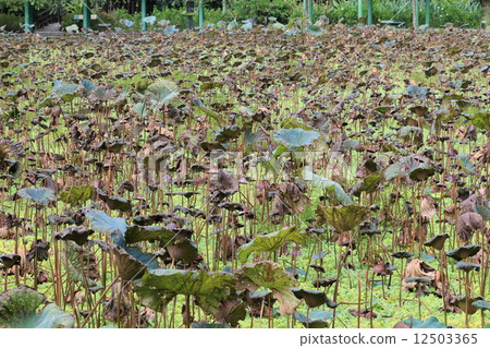 Lotus pond,Lotus leaves in the fall wilting Lotus pond,Lotus leaves in the fall wilting 12503365