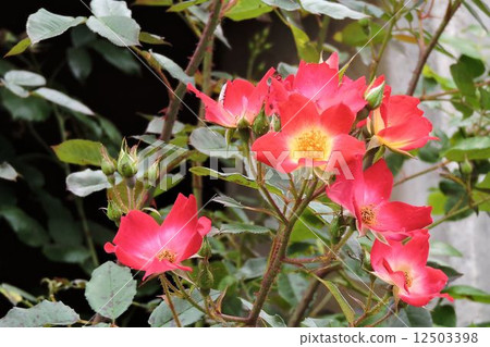 玫瑰/八王子 12503398