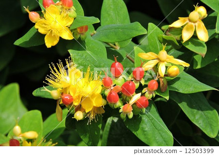 Hippelica /日比谷公園 Hippelica /日比谷公園 12503399