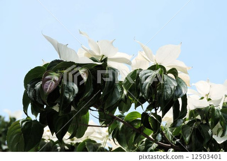 Yamabote / Hachioji 12503401