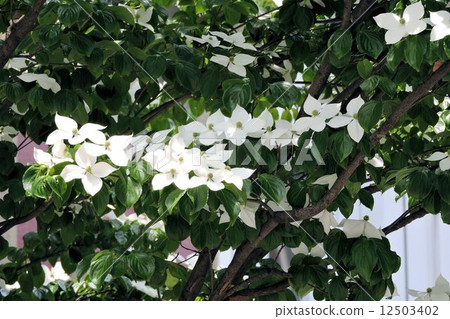 Yamabote / Hachioji 12503402