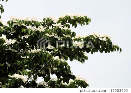 Yamabote / Hachioji Yamabote / Hachioji 12503403