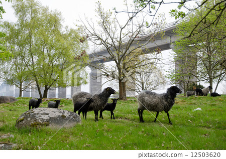 Sheeps in springtime Sheeps in springtime 12503620