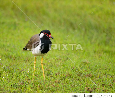 Red-wattled lapwing - Vanellus indicus lankae 12504775