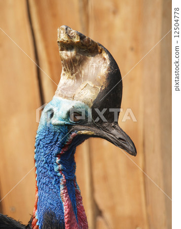 Southern cassowary 12504778