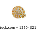 seashell isolated on white background 12504821