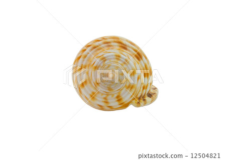 seashell isolated on white background 12504821