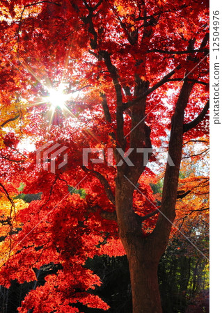 Autumn leaves of maple 12504976