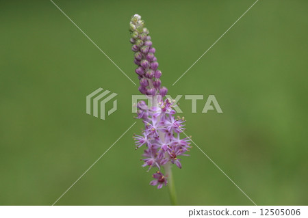 天然植物渦輪,夏末當你注意到,在公園周圍生長著輕微的紫色 天然植物渦輪,夏末當你注意到,在公園周圍生長著輕微的紫色 12505006
