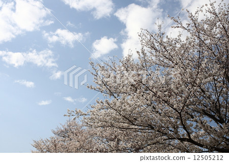 [春天的藍天，盛開的芳井吉井] 12505212