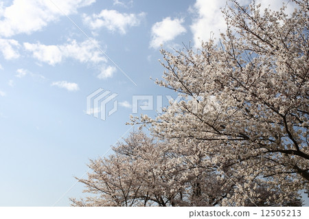[春天的藍天，盛開的芳井吉井] 12505213
