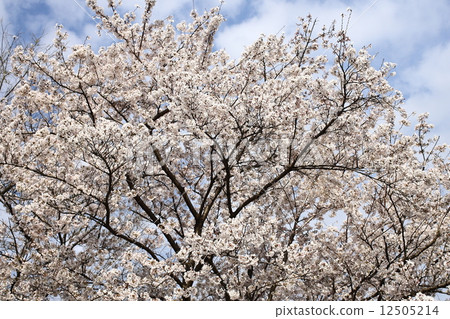 [春天的藍天，盛開的芳井吉井] 12505214