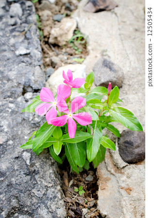 Ecology concept. Rising sprout on concrete ground. Ecology concept. Rising sprout on concrete ground. 12505434