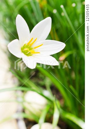 beautiful closeup spring blossoming tree beautiful closeup spring blossoming tree 12505435