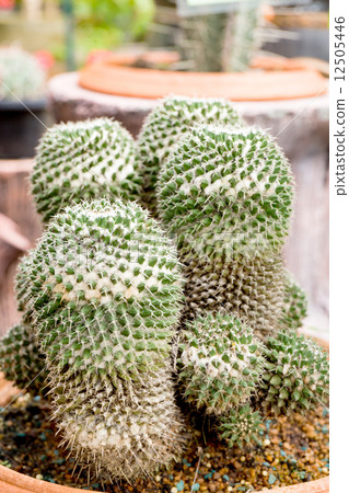 cactus cactus 12505446