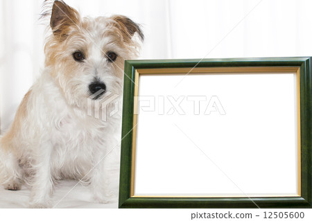 傑克羅素梗犬 傑克羅素梗犬 12505600