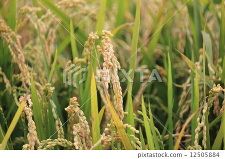 To hang my head 12505884