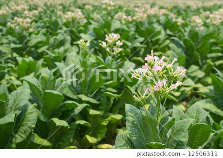 Tobacco Flowers In The Farm Plant Of Thailand Tobacco Flowers In The Farm Plant Of Thailand 12506311
