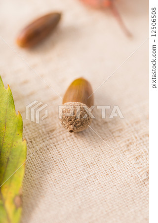 Acorn 12506508